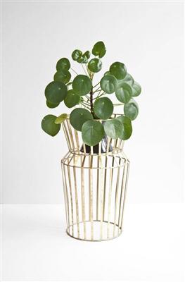 PLANT STANDARD SOLSTICE