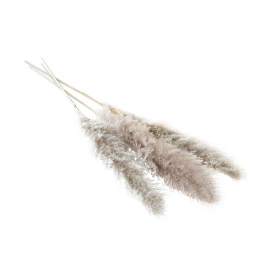 DRIED PAMPAS GRASS GREY 55" SET/3