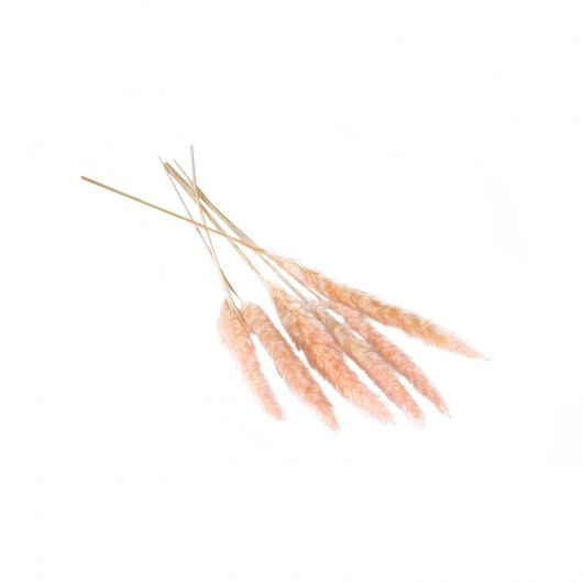 DRIED PAMPAS GRASS PINK 25.5" SET/6