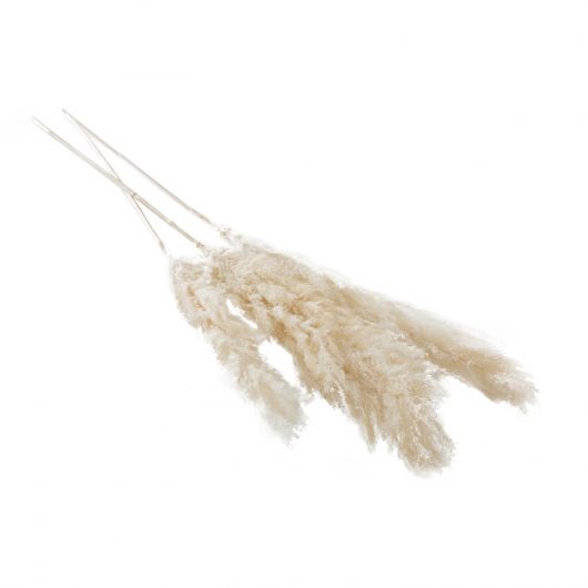 DRIED PAMPAS GRASS WHITE 55