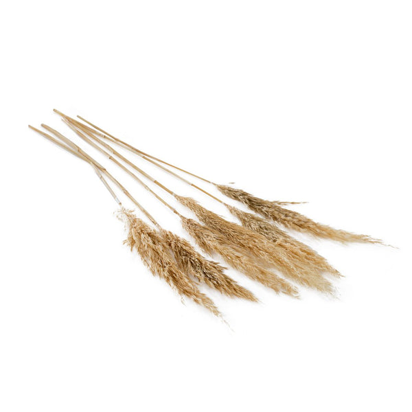 DRIED PAMPAS GRASS 25