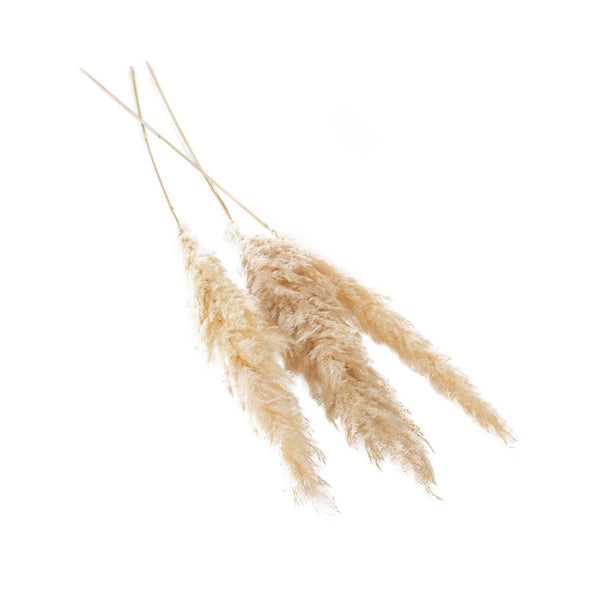 DRIED PAMPAS GRASS 47
