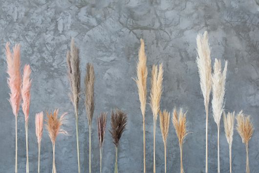 DRIED PAMPAS GRASS PINK 25.5" SET/6