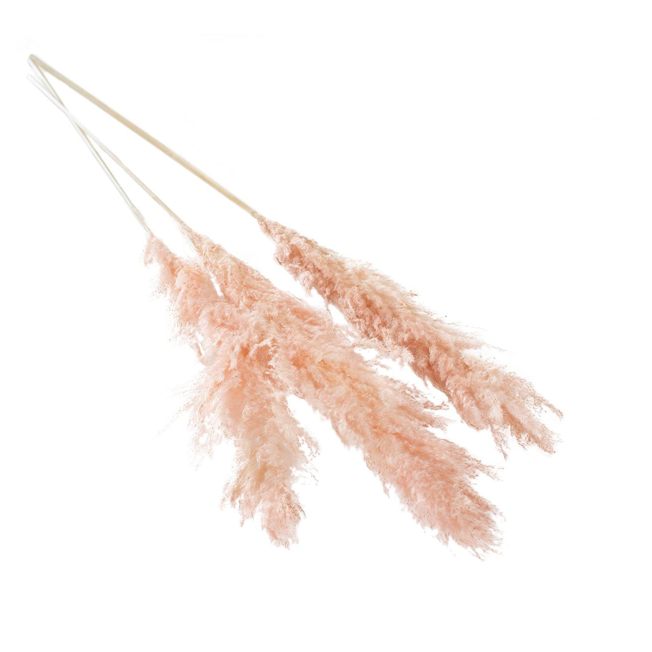 PINK DRIED PAMPAS GRASS 47" SET/3