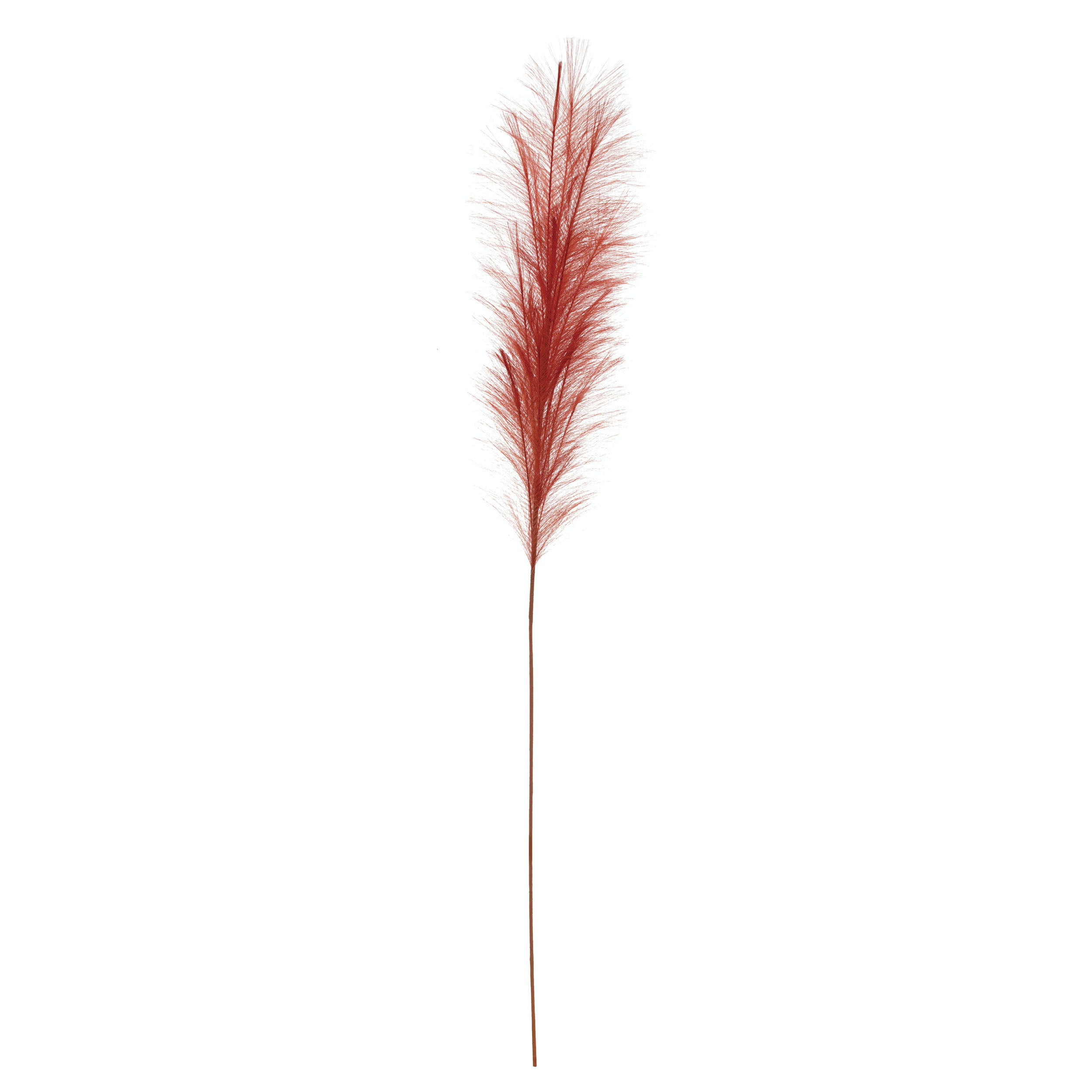 PAMPAS GRASS PLUME RED