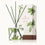 FRASIER FIR PINE NEEDLE DIFFUSER 7.75 FL OZ / 230 ML