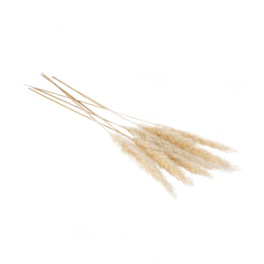 DRIED PAMPAS GRASS WHITE 25.5